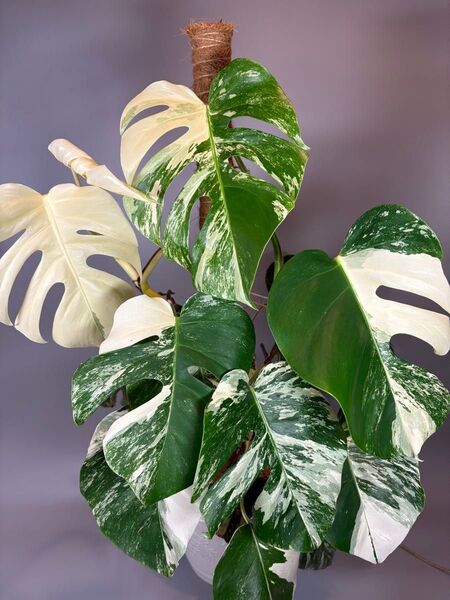 モンステラ斑入り ホワイトタイガー Monstera borsigiana 極斑