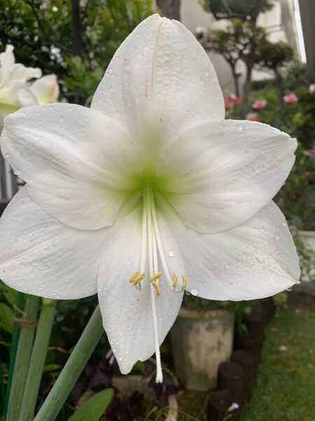 アマリリス 白 球根 直径5〜6cm 1球