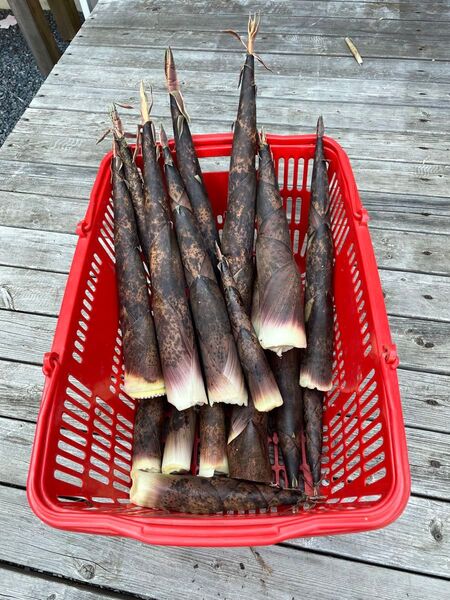 茨城県 真竹 約5キロ