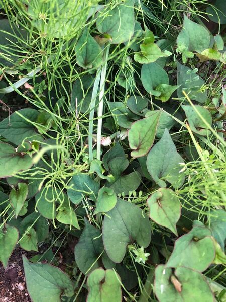 抜きたて ドクダミ苗 郵パゲット便いっぱい 無農薬、天然
