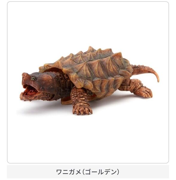 ワニガメ コールデン いきもの大図鑑 かめ
