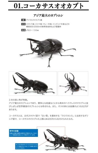 コーカサスオオカブト いきもの大図鑑 かぶとむし ディスプレイスタンド