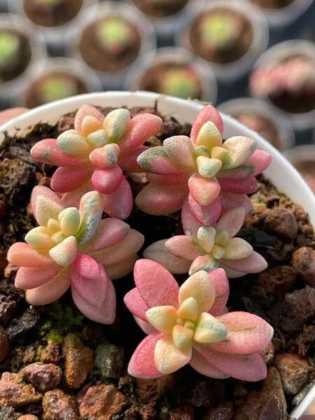レア 多肉植物 エケベリア シラサギ錦 多頭 抜き苗 1株