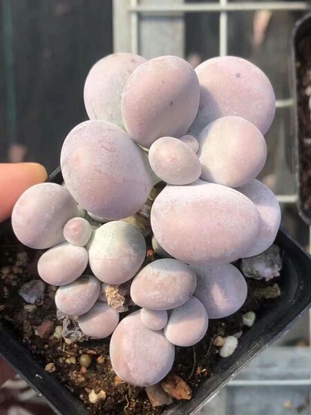 多肉植物 ぷくぷく系 生クリームチーズ 葉挿し 20点