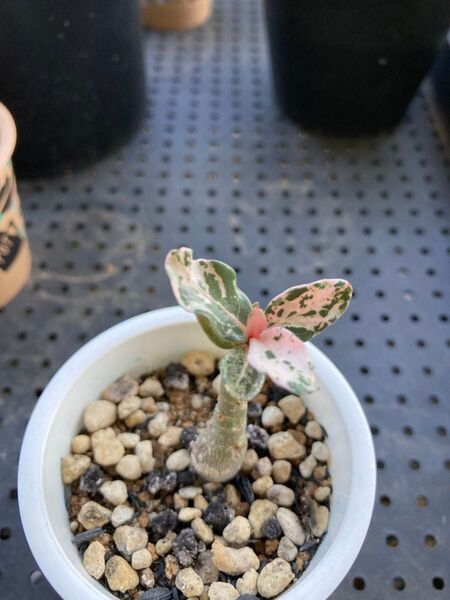 実生 斑入り アデニウム ② 塊根植物