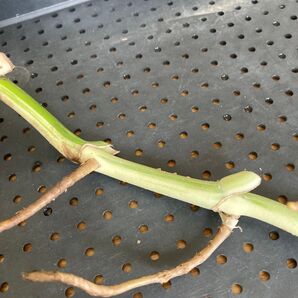 モンステラ ボルシギアナ ホワイトタイガー 茎