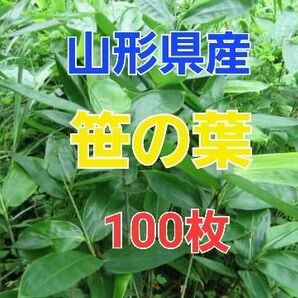 山形県産 笹の葉 100枚
