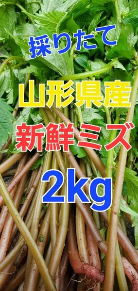 山形県産 採りたて 新鮮 ミズ 2kg