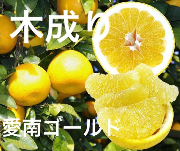 愛媛県産 愛南ゴールド 河内晩柑 ご家庭用 5キロ