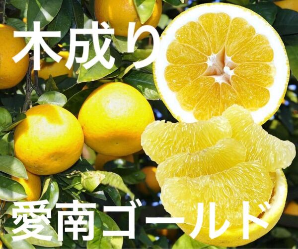愛媛県産 愛南ゴールド 河内晩柑 ご家庭用 農家直送 5キロ
