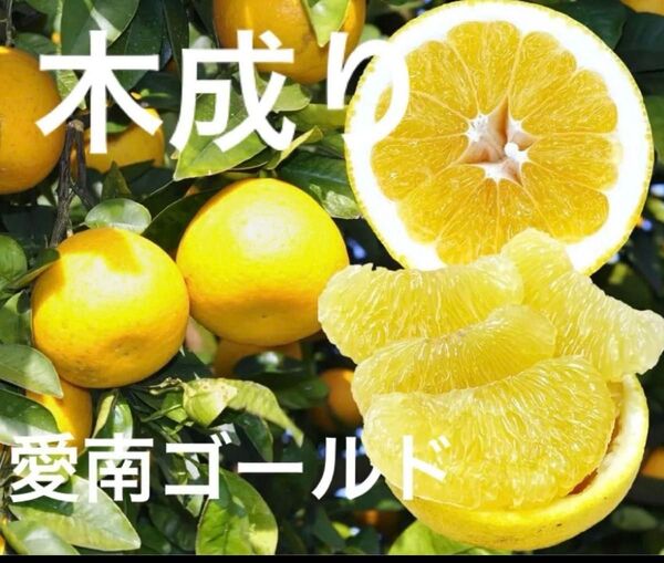 愛媛県産 愛南ゴールド 河内晩柑 農家直送 5キロ