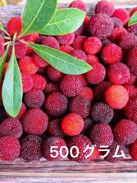 愛媛県産 新鮮ヤマモモ 無農薬 500グラム 保冷剤付き