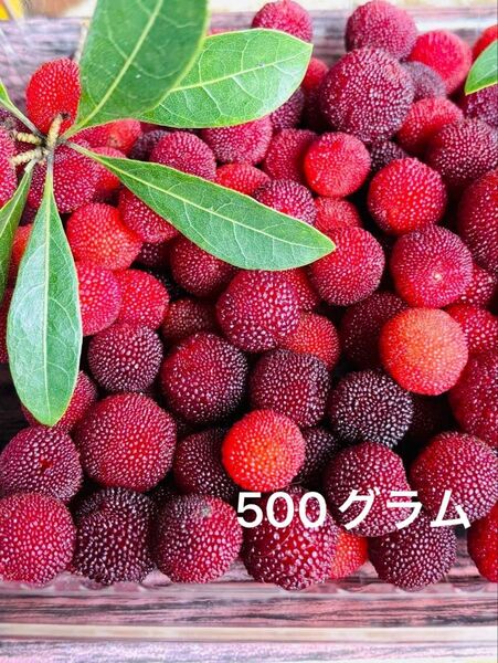 愛媛県産 新鮮ヤマモモ 無農薬 500グラム