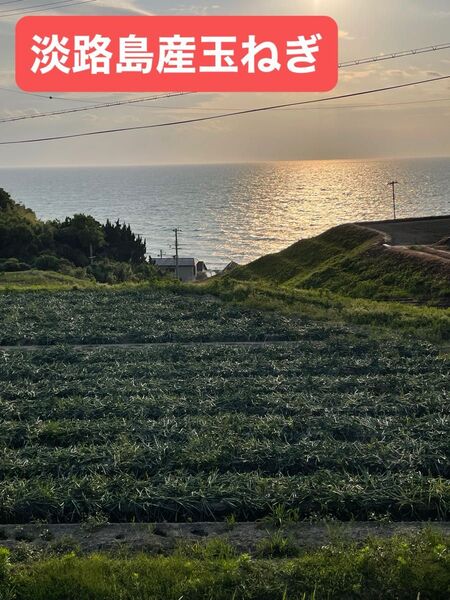 淡路島産玉ねぎ