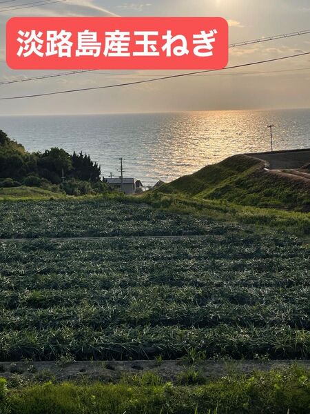 淡路島産玉ねぎ