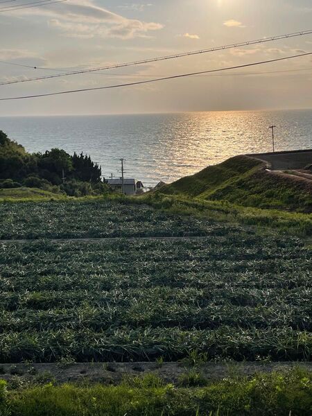淡路島産玉ねぎ