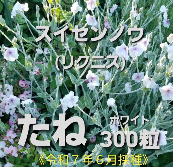スイセンノウ リクニス 種 300粒 無農薬栽培 ゆうパケットポストmini 翌日発送