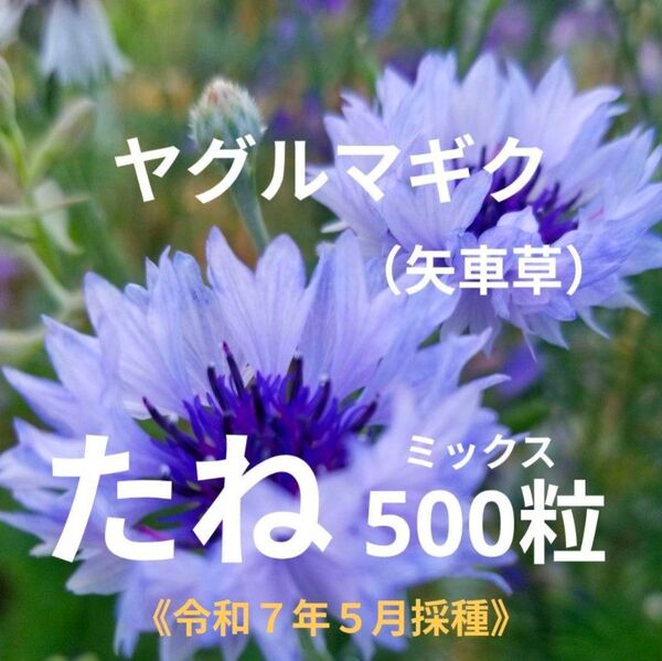 ヤグルマギク 種 500粒 無農薬栽培 矢車菊 矢車草 花の種 ゆうパケットポストmini 翌日発送