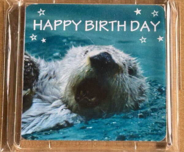 鳥羽水族館 ラッコのキラちゃん お誕生日 マグネット ハッピーバースデイ キラ