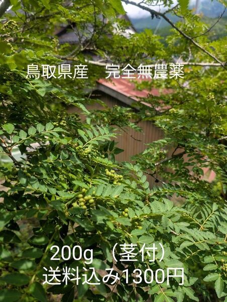 鳥取県産 山椒の実 朝採れ 完全無農薬 200g 送料込み価格