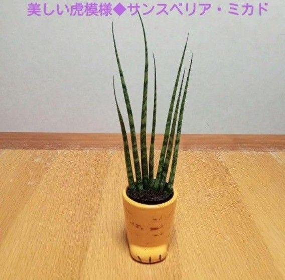 【美品】大人気◆美しい虎模様、どっしり太め◆サンスベリア・ミカド しっかり根付き