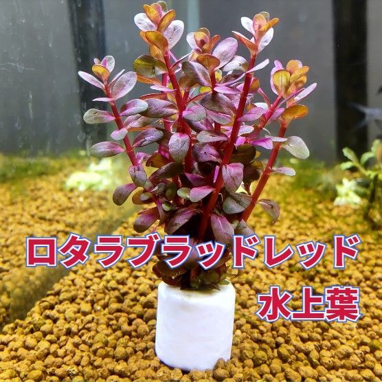 ろ材リング付き ロタラブラッドレッド 10本