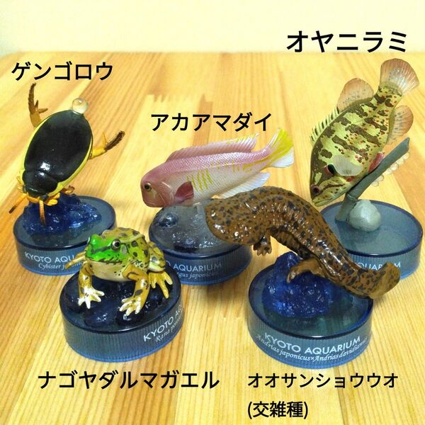 海洋堂 カイヨウドウ 京都水族館 限定 フィギュア コレクション 5点 セット
