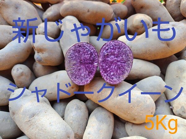 新じゃがいも シャドークイーン