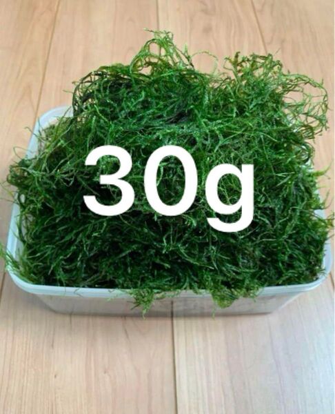 ウィローモス 30g