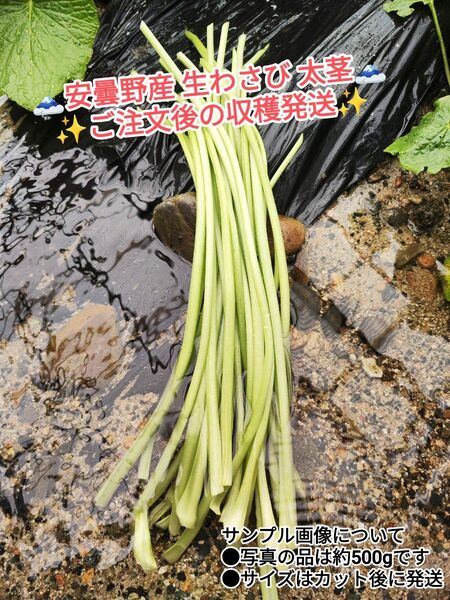 ご注文後に収穫! 2kg前後 安曇野産 わさびの太茎 わさび漬け わさび 生わさび