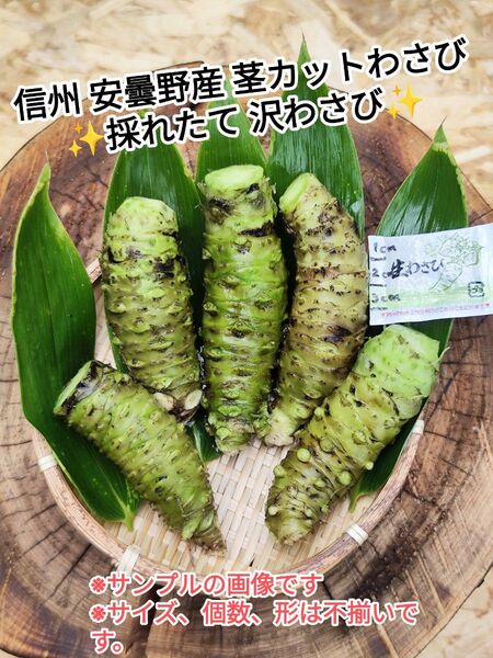 200~220g 信州 安曇野 本わさび 生わさび 茎なし 山葵 WASABI わさび漬け