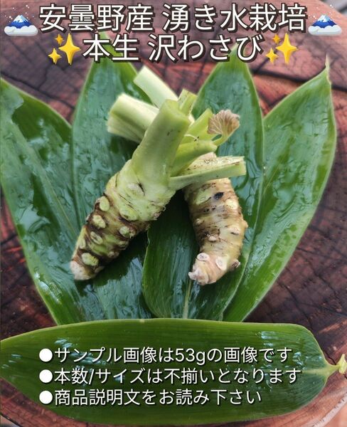 50g前後 信州 安曇野 本わさび 生ワサビ あづみ野 山葵 沢わさび 採れたて