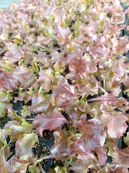 サニーレタス苗 10本 栽培期間中農薬不使用