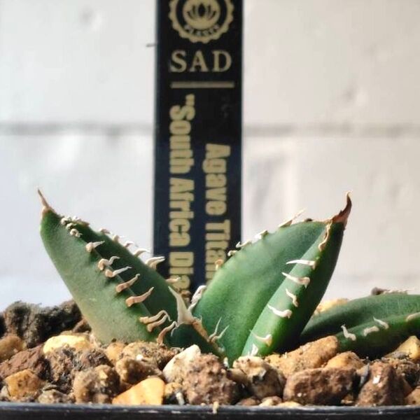 SA203 アガベ チタノタ 南アフリカダイヤモンド SAD