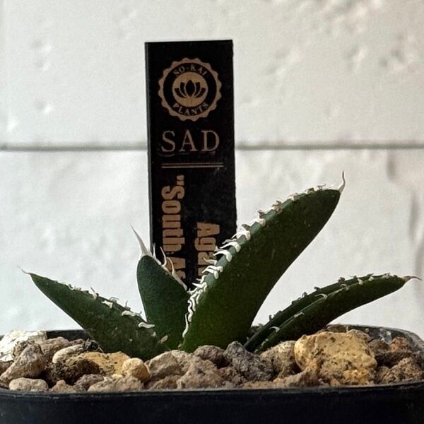 SA181 アガベ チタノタ 南アフリカダイヤモンド SAD