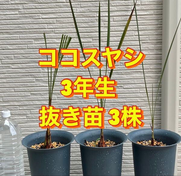 ヤシ 苗木 【ヤシの木 ココスヤシ】 南国風 庭木 植木 シンボルツリー 常緑樹 3年生 抜き苗3株セット