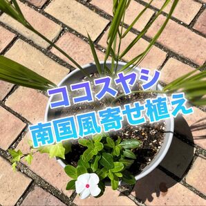 パッと明るい玄関に*ココスヤシと白い日々草の寄せ植え/耐暑性/夏の爽やかな寄せ植え