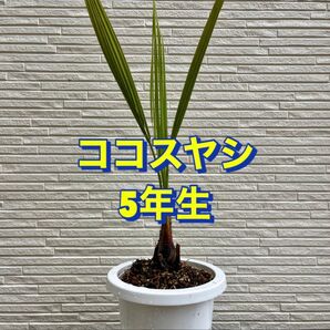 ココスヤシ 5年生 1鉢|常緑ヤシ・南国風シンボルツリー