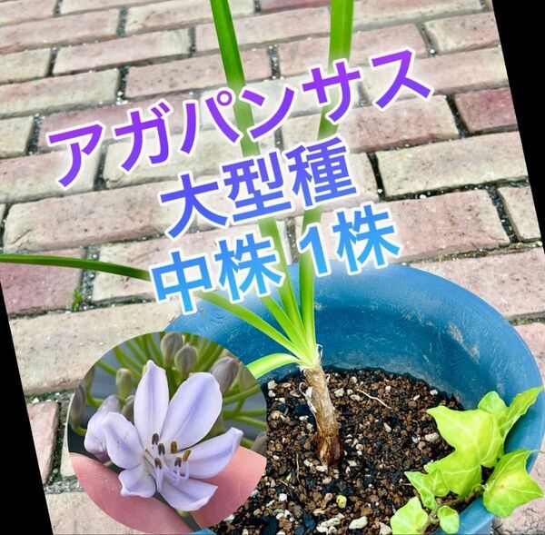 ① アガパンサス 大型種 株分け苗 1株