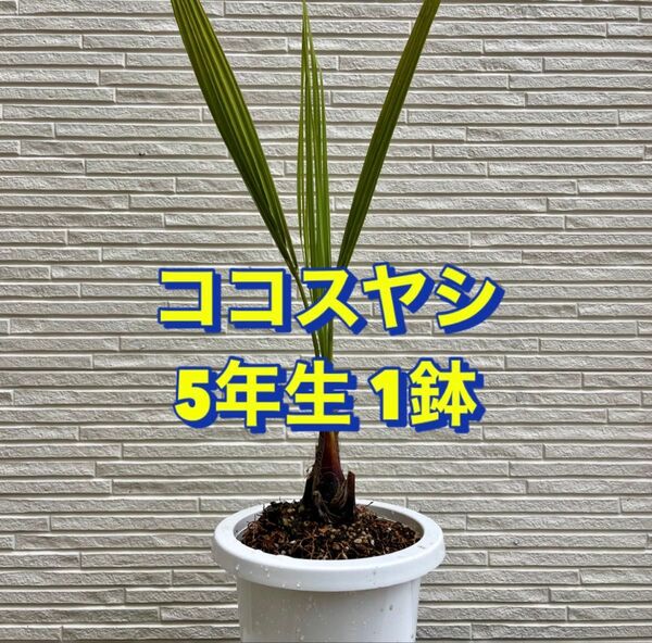 ヤシ 苗木 【ヤシの木 ココスヤシ】 南国風 庭木 植木 シンボルツリー 常緑樹 5年生 抜き苗3株セット