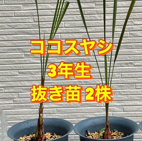 ココスヤシ 3年生 抜き苗 2株セット|常緑ヤシ・南国風シンボルツリー