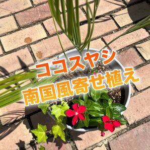 南国風寄せ植えセットココスヤシ&赤い日々草&アイビー/耐暑性/爽やかアレンジ