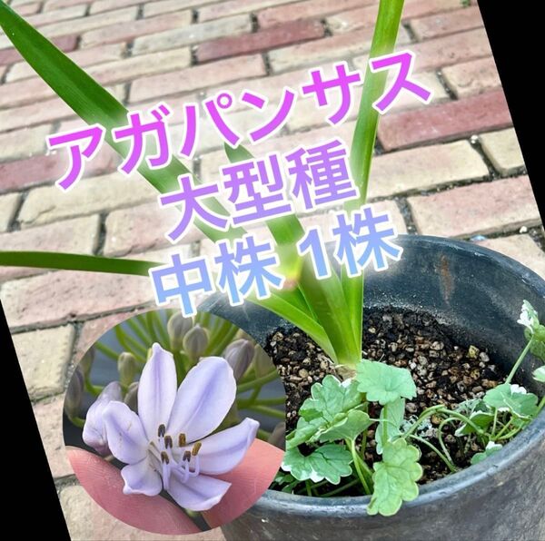 ② アガパンサス 大型種 株分け苗 1株