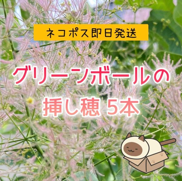 【ネコポス24時間】スモークツリー グリーンボールの挿し穂 5本セット