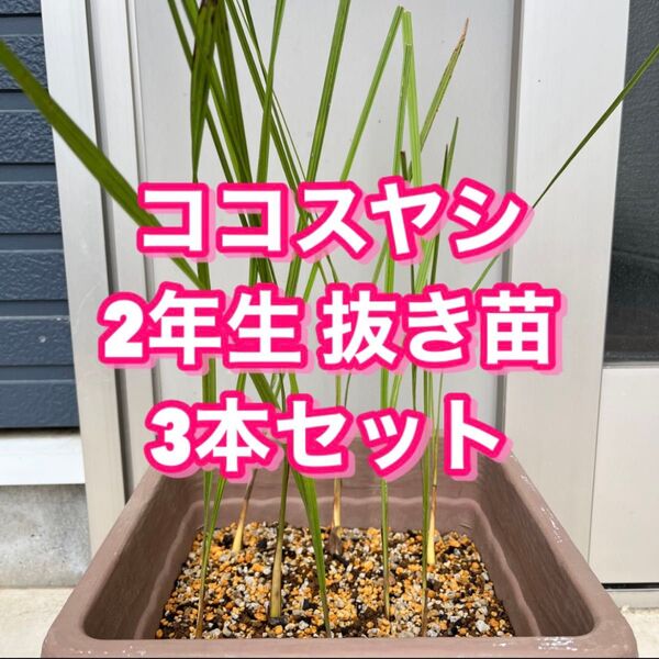 ヤシ 苗木 【ヤシの木 ココスヤシ】 南国風 庭木 植木 シンボルツリー 常緑樹 2年生 抜き苗3株セット