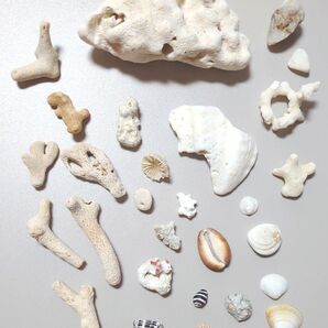 サンゴ 貝がら 石