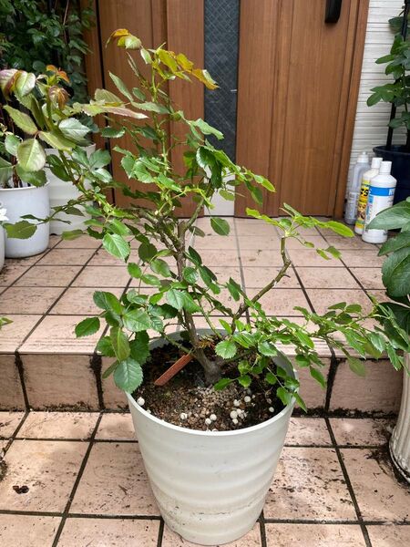バラ 大苗 パシュミナ 8号鉢
