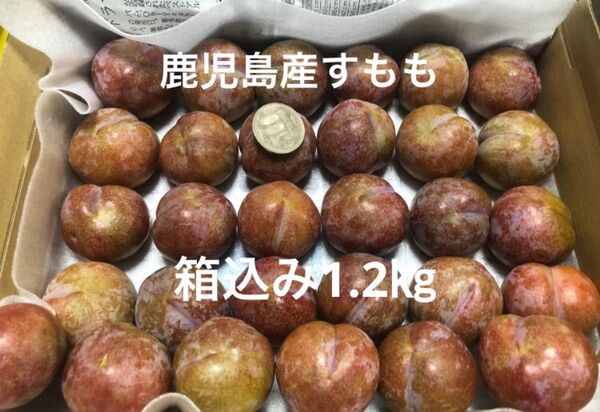 鹿児島産すもも 箱込み1.2㎏ 無農薬 農薬不使用 プラム ちょっと大きめ