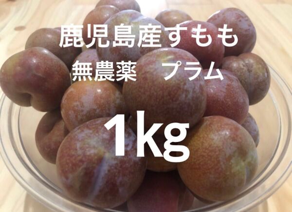 鹿児島産すもも 1㎏ 農薬不使用 無農薬 プラム