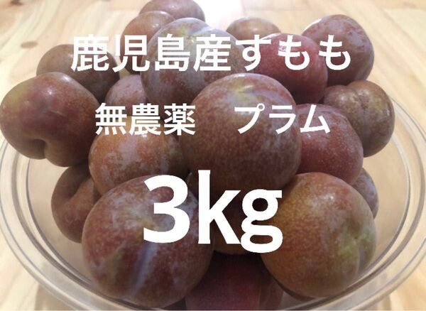 鹿児島産すもも 箱込み3㎏ 無農薬 農薬不使用 プラム